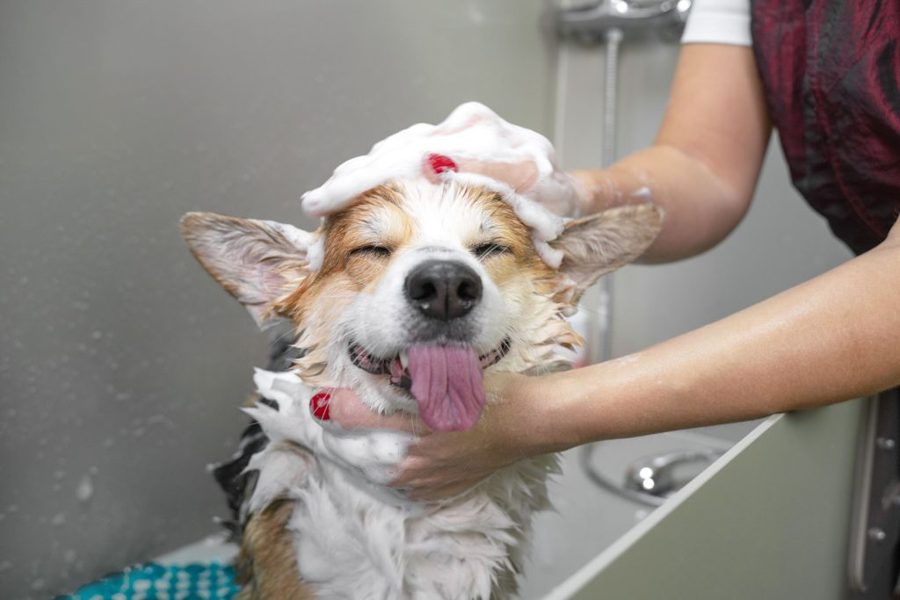 Furry Land CEO on the Importance of having a Mobile Pet Grooming Service in every Community