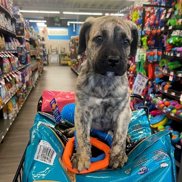 Pet Supplies Plus and Wag N’ Wash Reinforce Commitment to Local Communities, Expand Local Giving Initiatives