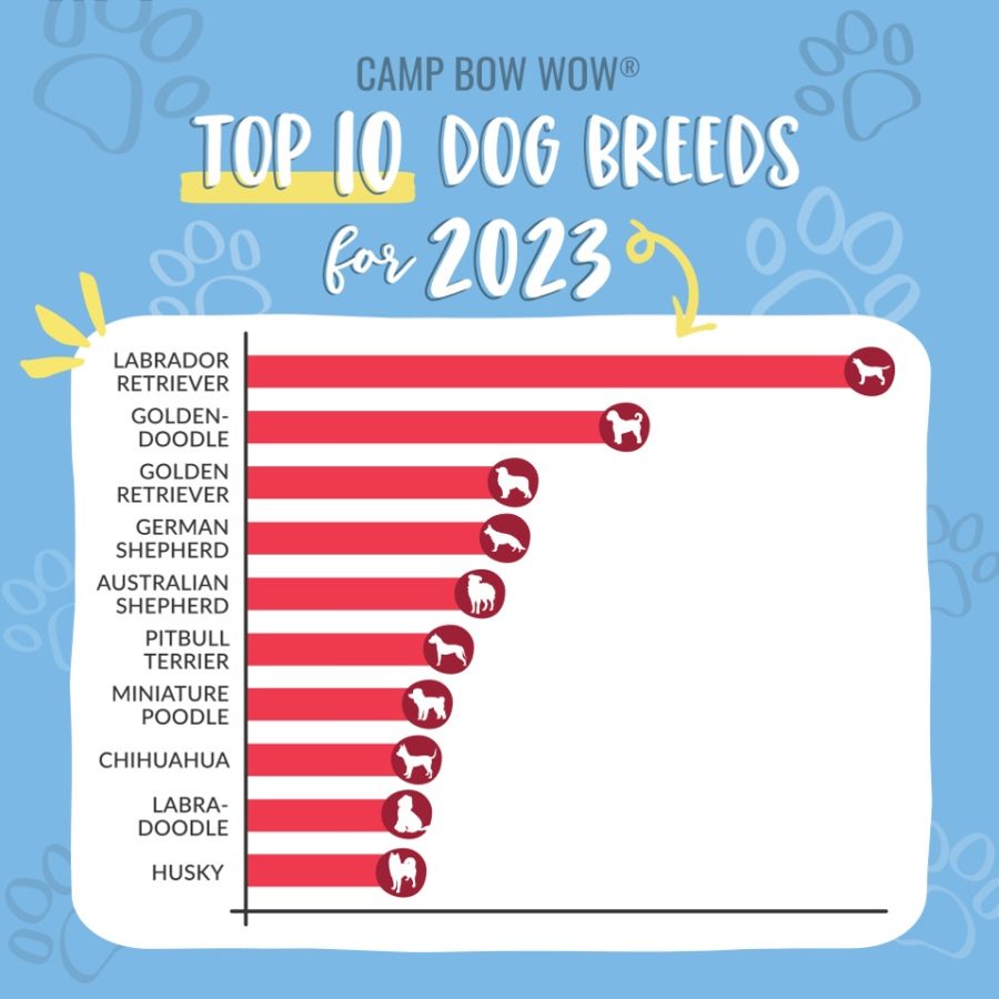 Camp Bow Wow® Unveils No. 1 spots on lists compiled in honor of National Dog Day
