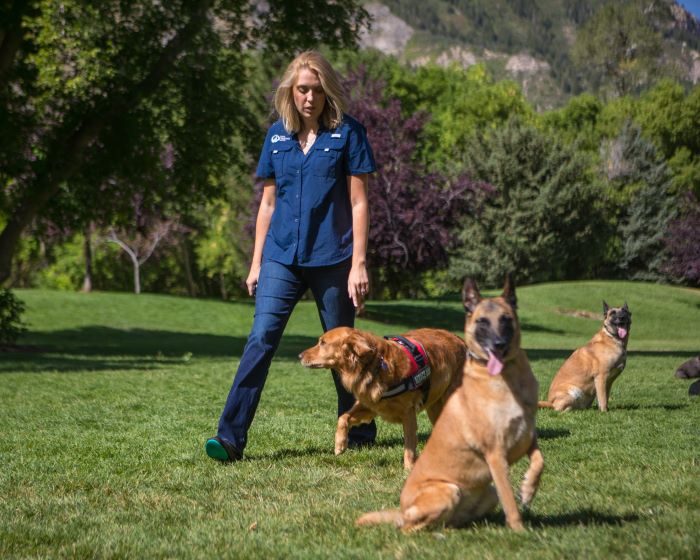 Dog Training Elite is Empowering Veterans with PTSD Through Service Dogs and Offering a Compelling Franchise Opportunity