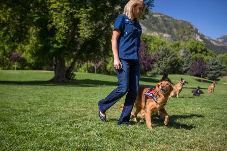 Dog Training Elite Names Former Senior Executive, Current Franchisee as CEO